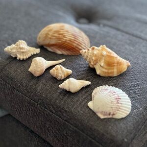 Sanibel Island Shells Bag of 50 🐚